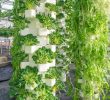 What crops are grown in vertical farms?